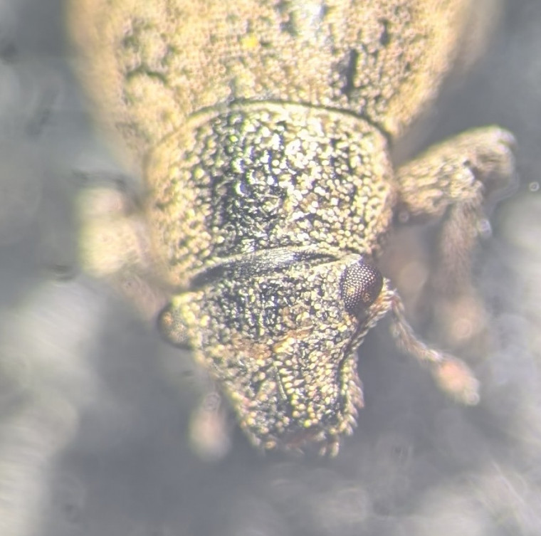 Strophosoma nebulosum rostrum Copyright: Robert Smith