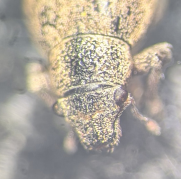 Strophosoma nebulosum rostrum Copyright: Robert Smith