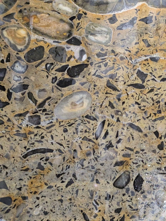 Hertfordshire Puddingstone polished cobble close up Copyright: William George