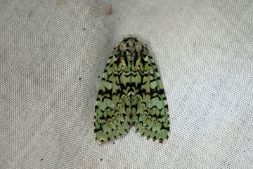 Merveille du jour 2 Copyright: Ben Sale