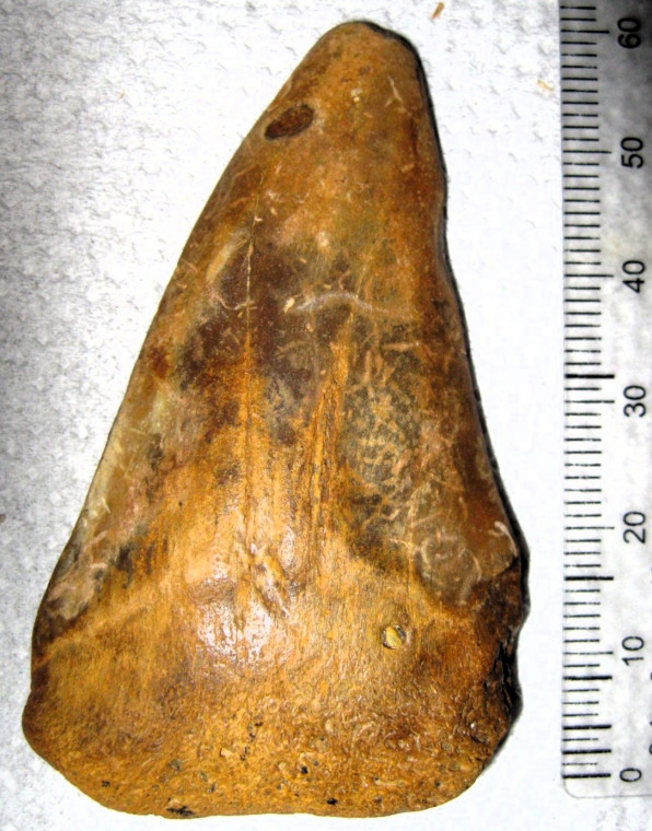 Isurus hastalis shark tooth Pliocene Copyright: William George