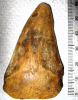 Isurus hastalis shark tooth Pliocene