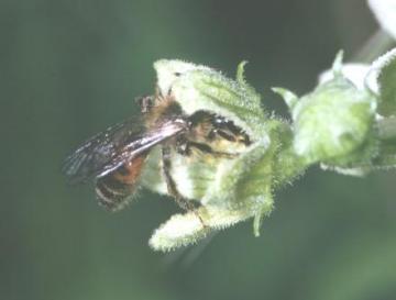 Andrena florea Copyright: Peter Harvey