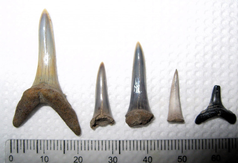 Sharks teeth from Eocene of Wrabness Essex Copyright: William George