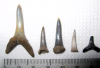 Sharks teeth from Eocene of Wrabness Essex