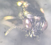 Notiophilus aquaticus frons