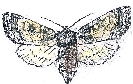 Essex Moth Group