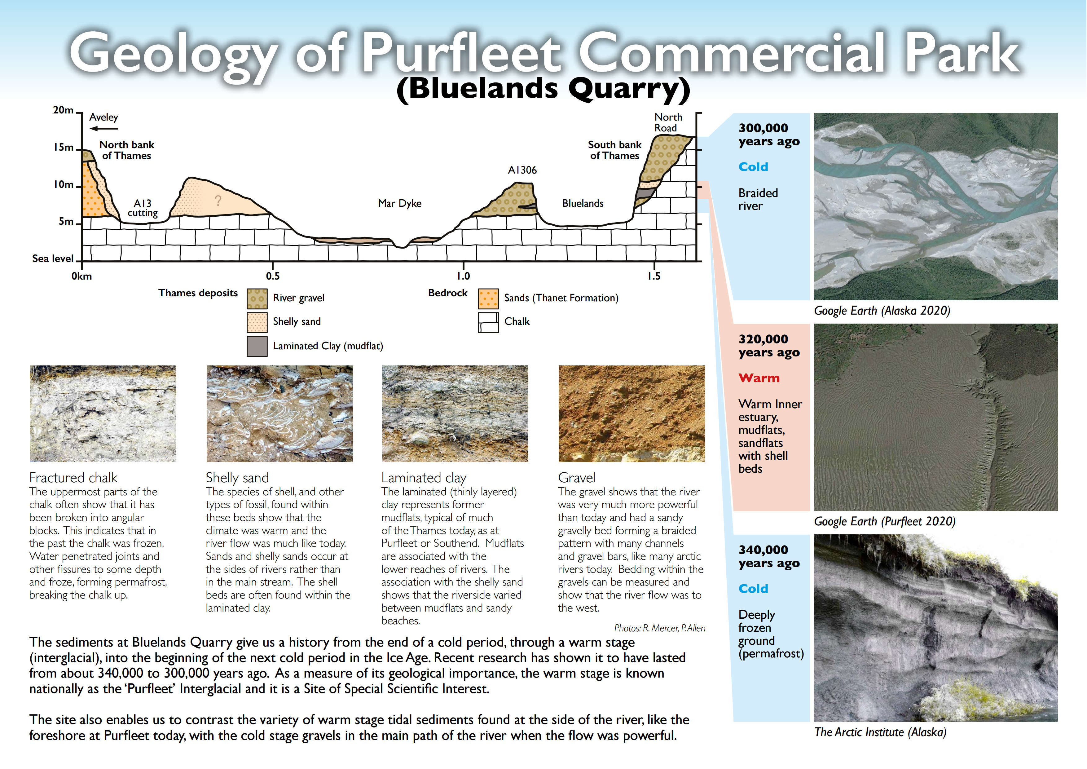 Geology of Purfleet Commercial Park (Bluelands Quarry) 300,000 years ago Cold Braided river 320,000 years ago Warm Warm Inner estuary, mudflats, sandflats with shell beds 340,000 years ago Cold Deeply frozen ground (permafrost)  Aveley North Road North bank of Thames South bank of Thames Thames deposits Bedrock 0km 20m 15m 10m 5m Sea level 05 10 15 River gravel Sands (Thanet Formation) Shelly sand Chalk Laminated Clay (mudflat) Mar Dyke A1306 A13 cutting Bluelands Fractured chalk The uppermost parts of the chalk often show that it has been broken into angular blocks This indicates that in the past the chalk was frozen Water penetrated joints and other fissures to some depth and froze, forming permafrost, breaking the chalk up Shelly sand The species of shell, and other types of fossil, found within these beds show that the climate was warm and the river flow was much like today Sands and shelly sands occur at the sides of rivers rather than in the main stream The shell beds are often found within the laminated clay Laminated clay The laminated (thinly layered) clay represents former mudflats, typical of much of the Thames today, as at Purfleet or Southend Mudflats are associated with the lower reaches of rivers The association with the shelly sand shows that the riverside varied between mudflats and sandy beaches Gravel The gravel shows that the river was very much more powerful than today and had a sandy gravelly bed forming a braided pattern with many channels and gravel bars, like many arctic rivers today Bedding within the gravels can be measured and show that the river flow was to the west The sediments at Bluelands Quarry give us a history from the end of a cold period, through a warm stage (interglacial), into the beginning of the next cold period in the Ice Age Recent research has shown it to have lasted from about 340,000 to 300,000 years ago As a measure of its geological importance, the warm stage is known nationally as the ‘Purfleet’ Interglacial and it is a Site of Special Scientific Interest The site also enables us to contrast the variety of warm stage tidal sediments found at the side of the river, like the foreshore at Purfleet today, with the cold stage gravels in the main path of the river when the flow was powerful