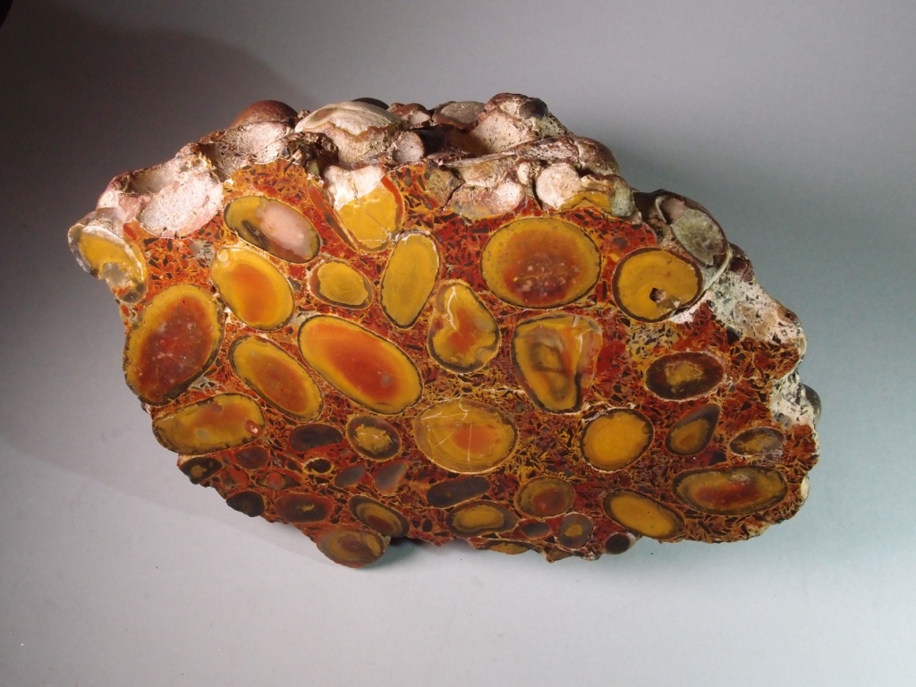 Hertfordshire puddingstone from Stanway. Large cobble of Hertfordshire puddingstone with one side cut and polished. This example is spectacular with yellow pebbles with red cores. The matrix is also red consisting of 'shards' of flint. From Church Lane Gravel Pit, Stanway, Essex.  Bob Burton Collection. Photograph: Gerald Lucy