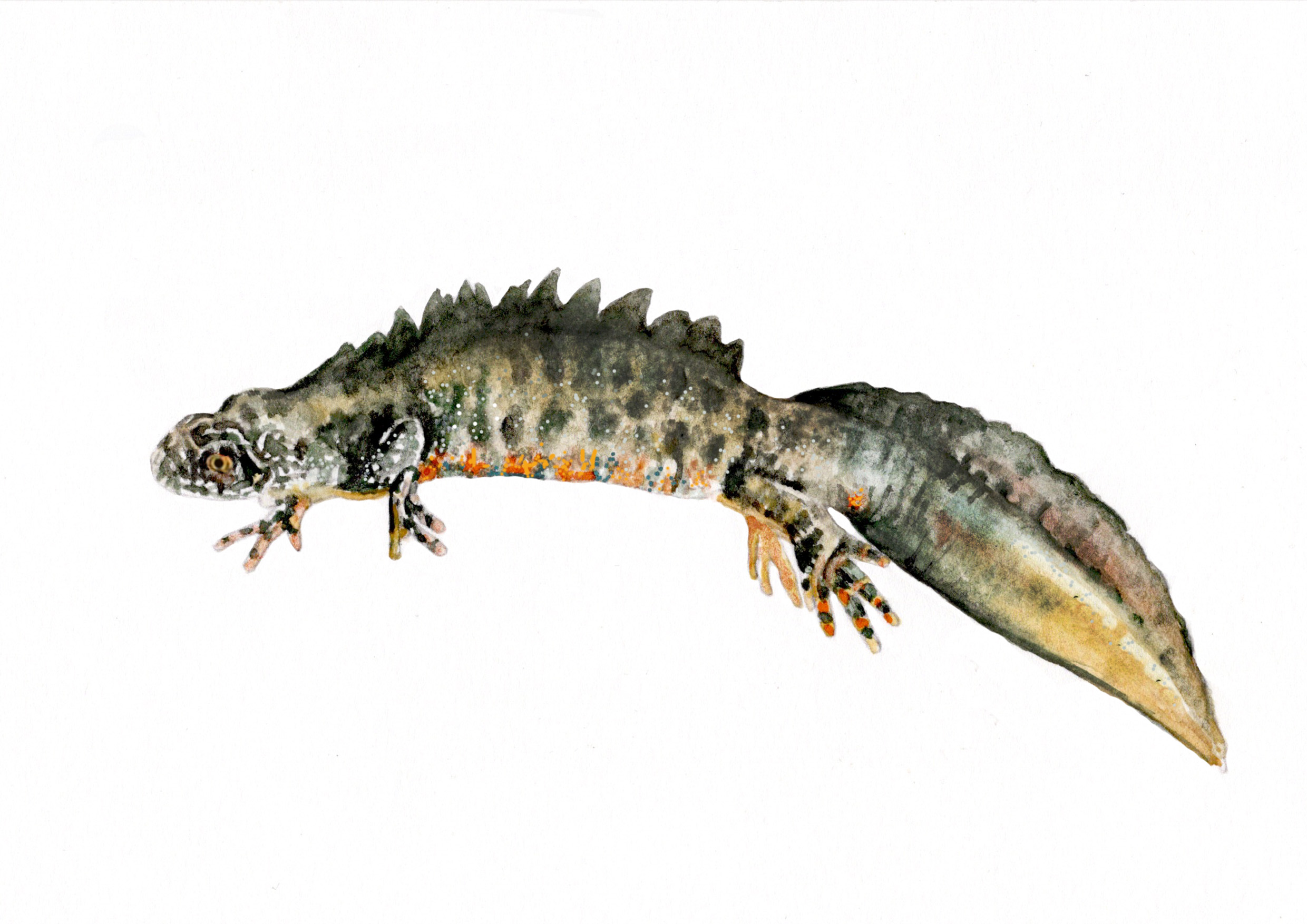 Great Crested Newt