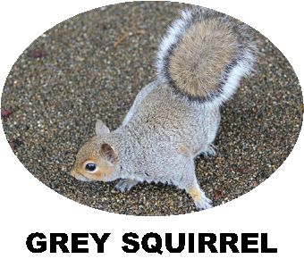 Record Grey Squirrel