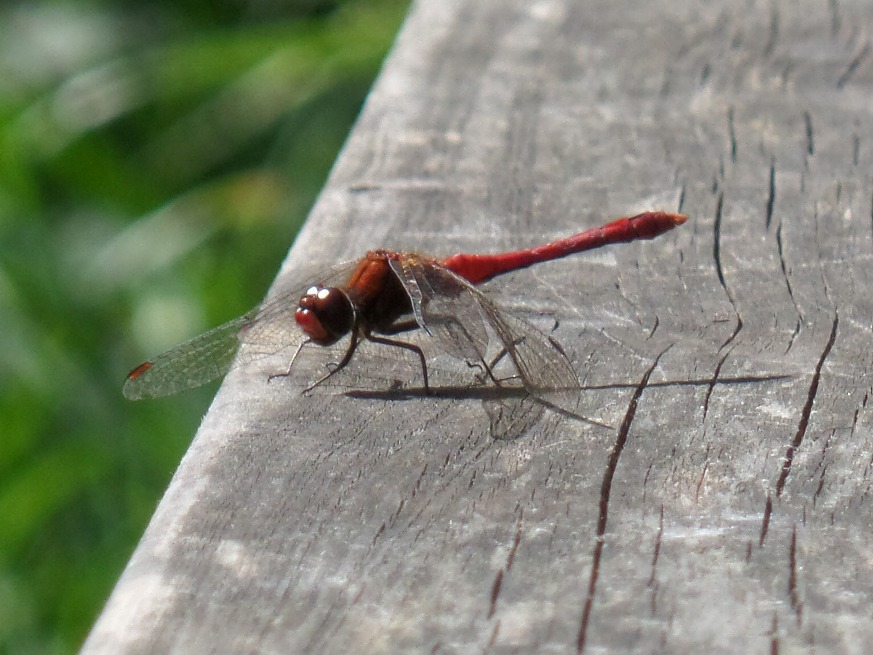 Dragonfly Project on Zooniverse