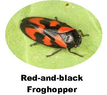 Record Red and Black Froghopper