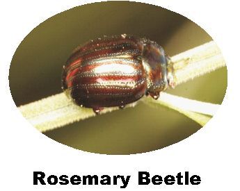 Record Rosemary Beetle