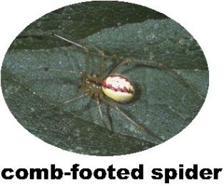 Record comb-footed spider